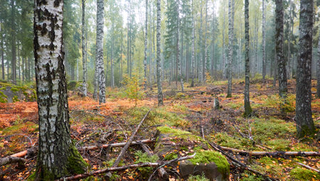 Majestic evergreen pine forest in a fog at sunrise. Mighty trees, golden plants, moss. Atmospheric autumn landscape. Finland. Nature, deforestation and reforestation, ecology, ecotourism themesの写真素材