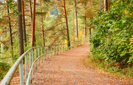 Single lane rural road (pathway) through the evergreen forest park on a sunny day. Finland. Atmospheric autumn landscape. Pure nature, ecotourism, hiking trail, nordic walking, cycling conceptsの写真素材