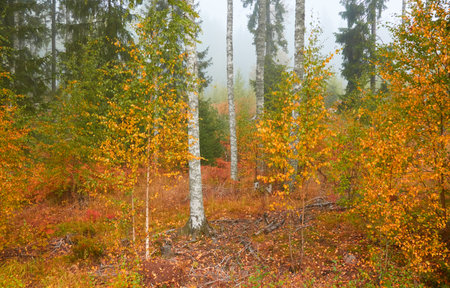 Majestic evergreen pine forest in a fog at sunrise. Mighty trees, golden plants, moss. Atmospheric autumn landscape. Finland. Nature, deforestation and reforestation, ecology, ecotourism themesの写真素材