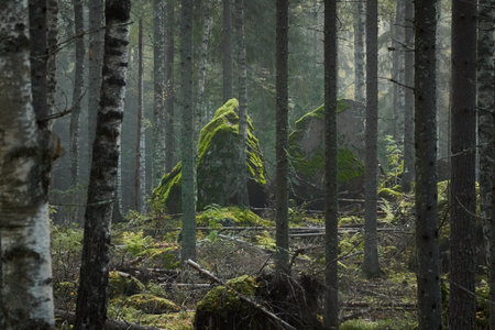 Majestic evergreen pine forest in a fog at sunrise Mighty trees, plants, moss. Atmospheric autumn landscape. Finland. Nature, deforestation and reforestation, ecology, ecotourism themesの写真素材