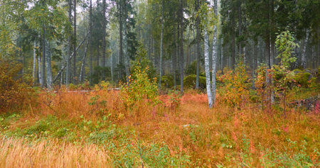 Majestic evergreen pine forest in a fog at sunrise. Mighty trees, golden plants, moss. Atmospheric autumn landscape. Finland. Nature, deforestation and reforestation, ecology, ecotourism themesの写真素材