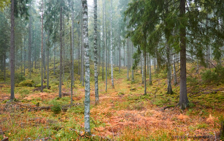 Majestic evergreen pine forest in a fog at sunrise Mighty trees, plants, moss. Atmospheric autumn landscape. Finland. Nature, deforestation and reforestation, ecology, ecotourism themesの写真素材
