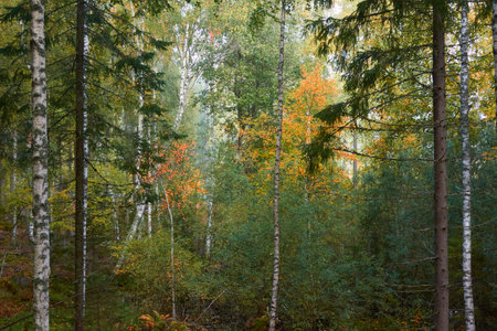 Majestic evergreen pine forest in a fog at sunrise. Mighty birch trees, colorful leaves. Atmospheric autumn landscape. Finland. Nature, deforestation and reforestation, ecology, ecotourism themesの写真素材