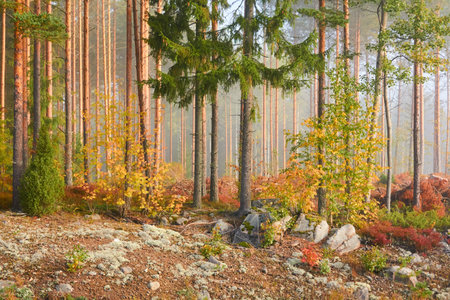Majestic evergreen pine forest in a fog at sunrise. Mighty trees, golden plants, moss. Atmospheric autumn landscape. Finland. Nature, deforestation and reforestation, ecology, ecotourism themesの写真素材