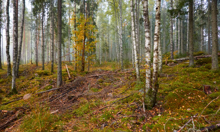 Majestic evergreen pine forest in a fog at sunrise Mighty trees, plants, moss. Atmospheric autumn landscape. Finland. Nature, deforestation and reforestation, ecology, ecotourism themesの写真素材