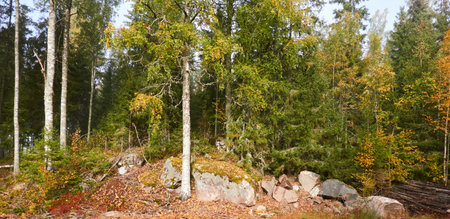 Majestic evergreen pine forest in a fog at sunrise. Mighty trees, golden plants, moss. Atmospheric autumn landscape. Finland. Nature, deforestation and reforestation, ecology, ecotourism themesの写真素材
