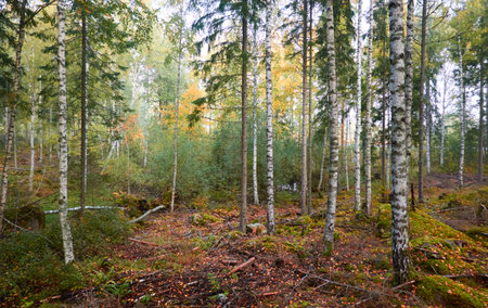 Majestic evergreen pine forest in a fog at sunrise Mighty trees, plants, moss. Atmospheric autumn landscape. Finland. Nature, deforestation and reforestation, ecology, ecotourism themesの写真素材