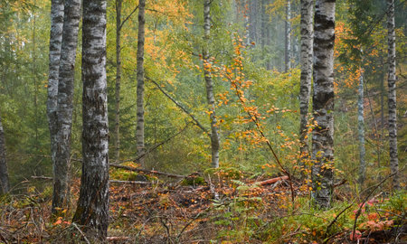 Majestic evergreen pine forest in a fog at sunrise Mighty trees, plants, moss. Atmospheric autumn landscape. Finland. Nature, deforestation and reforestation, ecology, ecotourism themesの写真素材