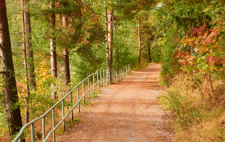 Single lane rural road (pathway) through the evergreen forest park on a sunny day. Finland. Atmospheric autumn landscape. Pure nature, ecotourism, hiking trail, nordic walking, cycling conceptsの写真素材