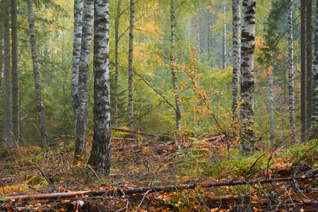 Majestic evergreen pine forest in a fog at sunrise Mighty trees, plants, moss. Atmospheric autumn landscape. Finland. Nature, deforestation and reforestation, ecology, ecotourism themesの写真素材