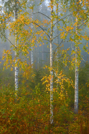 Golden birch tree and evergreen forest in a fog at sunrise. Mighty trees, colorful leaves and plants. Finland. Idyllic autumn landscape. Finnish nature, seasons, environment, ecotourism themesの写真素材