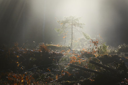 Evergreen pine forest meadow in a fog. Sunrise. Trees, stones, plants. Soft sunlight, sunbeams. Atmospheric autumn landscape. Finland. Nature, deforestation and reforestation, wildfire, ecology themeの写真素材