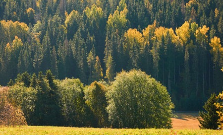 Panoramic view of the forest hills. Evergreen and deciduous trees, colorful leaves. Pure morning sunlight, sunshine. Sunny day. Finland. Pure nature, seasons, environment, ecology themesの写真素材