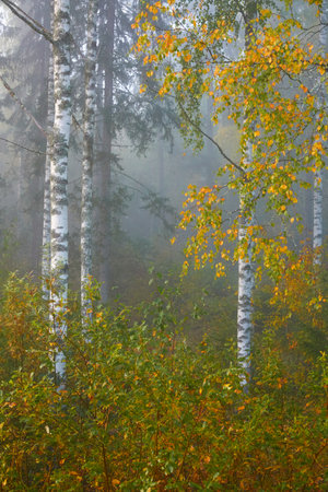 Golden birch tree and evergreen forest in a fog at sunrise. Mighty trees, colorful leaves and plants. Finland. Idyllic autumn landscape. Finnish nature, seasons, environment, ecotourism themesの写真素材