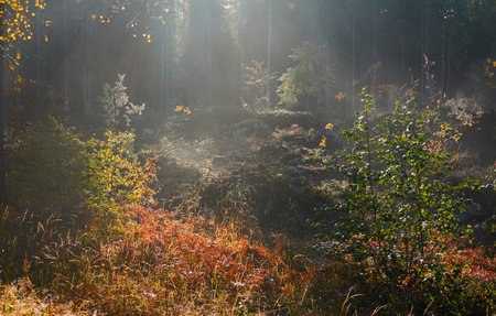 Majestic evergreen pine forest in a fog at sunrise Mighty trees, plants, moss. Sunbeams, sunshine. Atmospheric autumn landscape. Finland. Nature, deforestation and reforestation, ecology themesの写真素材