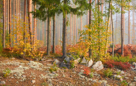Majestic evergreen pine forest in a fog at sunrise. Mighty trees, golden plants, moss. Atmospheric autumn landscape. Finland. Nature, deforestation and reforestation, ecology, ecotourism themesの写真素材