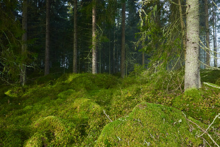 Evergreen pine forest in a fog at sunrise. Mighty trees, emerald green moss. Sunbeams, sunshine. Atmospheric mystical autumn landscape. Finland. Nature, deforestation and reforestation, ecology themesの写真素材
