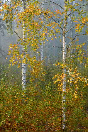 Golden birch tree and evergreen forest in a fog at sunrise. Mighty trees, colorful leaves and plants. Finland. Idyllic autumn landscape. Finnish nature, seasons, environment, ecotourism themesの写真素材