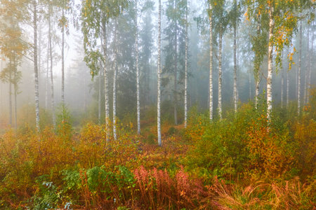 Golden birch tree and evergreen forest in a fog at sunrise. Mighty trees, colorful leaves and plants. Finland. Idyllic autumn landscape. Finnish nature, seasons, environment, ecotourism themesの写真素材