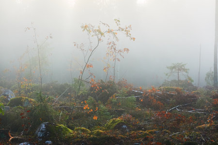 Evergreen pine forest meadow in a fog at sunrise. Trees, stones, plants. Soft sunlight. Atmospheric autumn landscape. Finland. Nature, deforestation and reforestation, wildfire, ecology themesの写真素材