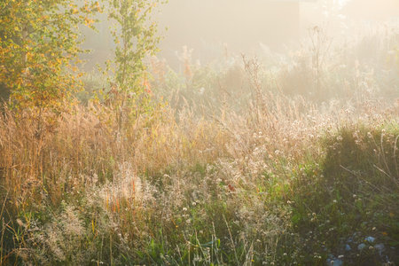 Forest meadow in a fog at sunrise. Plants and grass. Sunbeams, sunshine. Atmospheric mystical autumn landscape. Finland. Nature, seasons, environment, ecology themesの写真素材