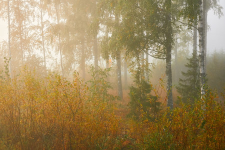 Golden birch tree and evergreen forest in a fog at sunrise. Mighty trees, colorful leaves and plants. Finland. Idyllic autumn landscape. Finnish nature, seasons, environment, ecotourism themesの写真素材