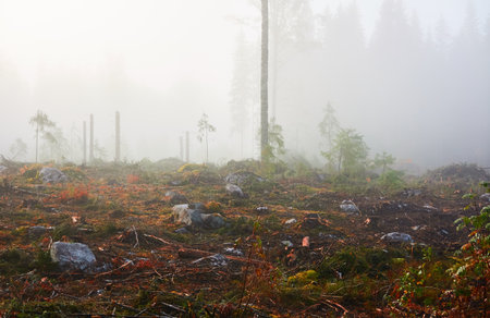 Evergreen pine forest meadow in a fog at sunrise. Trees, stones, plants. Soft sunlight. Atmospheric autumn landscape. Finland. Nature, deforestation and reforestation, wildfire, ecology themesの写真素材