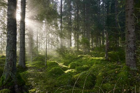 Evergreen pine forest in a fog at sunrise. Mighty trees, emerald green moss. Sunbeams, sunshine. Atmospheric mystical autumn landscape. Finland. Nature, deforestation and reforestation, ecology themesの写真素材