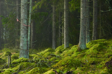 Evergreen pine forest in a fog at sunrise. Mighty trees, emerald green moss. Sunbeams, sunshine. Atmospheric mystical autumn landscape. Finland. Nature, deforestation and reforestation, ecology themesの写真素材