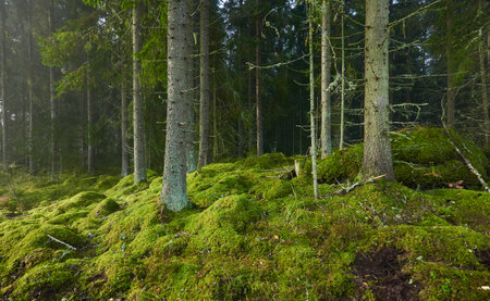 Evergreen pine forest in a fog at sunrise. Mighty trees, emerald green moss. Sunbeams, sunshine. Atmospheric mystical autumn landscape. Finland. Nature, deforestation and reforestation, ecology themesの写真素材