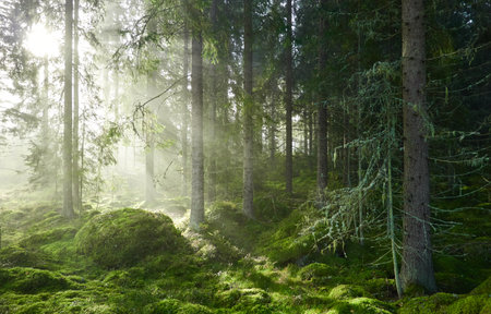 Evergreen pine forest in a fog at sunrise. Mighty trees, emerald green moss. Sunbeams, sunshine. Atmospheric mystical autumn landscape. Finland. Nature, deforestation and reforestation, ecology themesの写真素材