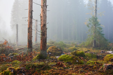 Evergreen pine forest meadow in a fog at sunrise. Trees, stones, plants. Soft sunlight. Atmospheric autumn landscape. Finland. Nature, deforestation and reforestation, wildfire, ecology themesの写真素材