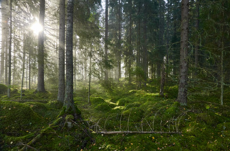 Evergreen pine forest in a fog at sunrise. Mighty trees, emerald green moss. Sunbeams, sunshine. Atmospheric mystical autumn landscape. Finland. Nature, deforestation and reforestation, ecology themesの写真素材