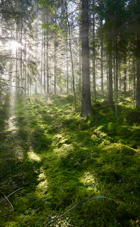Evergreen pine forest in a fog at sunrise. Mighty trees, emerald green moss. Sunbeams, sunshine. Atmospheric mystical autumn landscape. Finland. Nature, deforestation and reforestation, ecology themesの写真素材