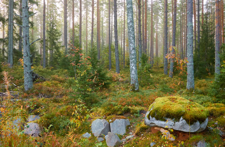 Majestic evergreen pine forest in a fog at sunrise Mighty trees, plants, moss. Atmospheric autumn landscape. Finland. Nature, deforestation and reforestation, ecology, ecotourism themesの写真素材