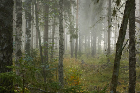 Majestic evergreen pine forest in a fog at sunrise Mighty trees, plants, moss. Atmospheric autumn landscape. Finland. Nature, deforestation and reforestation, ecology, ecotourism themesの写真素材