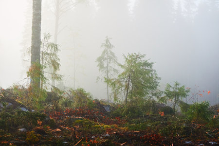 Evergreen pine forest meadow in a fog at sunrise. Trees, stones, plants. Soft sunlight. Atmospheric autumn landscape. Finland. Nature, deforestation and reforestation, wildfire, ecology themesの写真素材