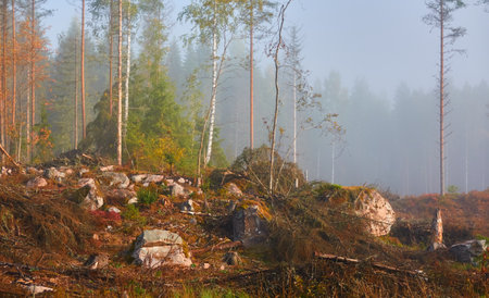 Evergreen pine forest meadow in a fog at sunrise. Trees, stones, plants. Soft sunlight. Atmospheric autumn landscape. Finland. Nature, deforestation and reforestation, wildfire, ecology themesの写真素材