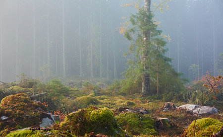 Evergreen pine forest meadow in a fog at sunrise. Trees, stones, plants. Soft sunlight. Atmospheric autumn landscape. Finland. Nature, deforestation and reforestation, wildfire, ecology themesの写真素材