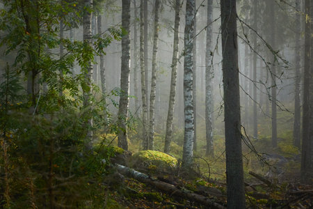 Majestic evergreen pine forest in a fog at sunrise Mighty trees, plants, moss. Atmospheric autumn landscape. Finland. Nature, deforestation and reforestation, ecology, ecotourism themesの写真素材