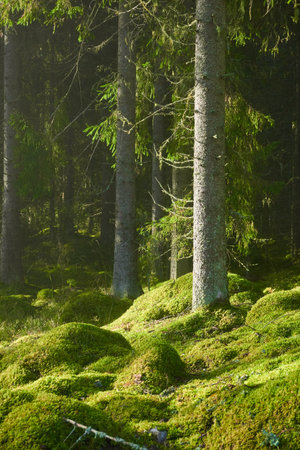 Evergreen pine forest in a fog at sunrise. Mighty trees, emerald green moss. Sunbeams, sunshine. Atmospheric mystical autumn landscape. Finland. Nature, deforestation and reforestation, ecology themesの写真素材