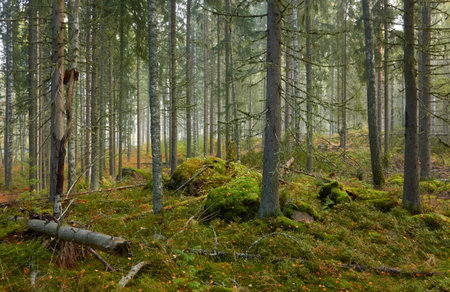 Majestic evergreen pine forest in a fog at sunrise Mighty trees, plants, moss. Atmospheric autumn landscape. Finland. Nature, deforestation and reforestation, ecology, ecotourism themesの写真素材