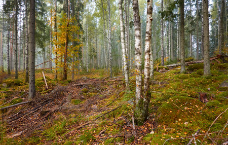 Majestic evergreen pine forest in a fog at sunrise Mighty trees, plants, moss. Atmospheric autumn landscape. Finland. Nature, deforestation and reforestation, ecology, ecotourism themesの写真素材