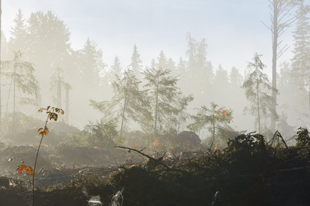 Majestic evergreen pine forest in a fog at sunrise Mighty trees, plants, moss. Sunbeams, sunshine. Atmospheric autumn landscape. Finland. Nature, deforestation and reforestation, ecology themesの写真素材