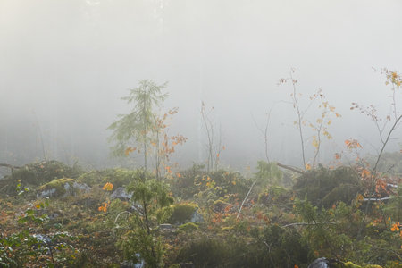 Evergreen pine forest meadow in a fog at sunrise. Trees, stones, plants. Soft sunlight. Atmospheric autumn landscape. Finland. Nature, deforestation and reforestation, wildfire, ecology themesの写真素材
