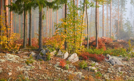 Majestic evergreen pine forest in a fog at sunrise. Mighty trees, golden plants, moss. Atmospheric autumn landscape. Finland. Nature, deforestation and reforestation, ecology, ecotourism themesの写真素材