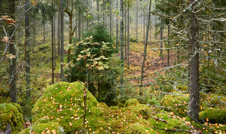 Majestic evergreen pine forest in a fog at sunrise Mighty trees, plants, moss. Atmospheric autumn landscape. Finland. Nature, deforestation and reforestation, ecology, ecotourism themesの写真素材