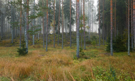 Majestic evergreen pine forest in a fog at sunrise Mighty trees, plants, moss. Atmospheric autumn landscape. Finland. Nature, deforestation and reforestation, ecology, ecotourism themesの写真素材