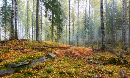 Majestic evergreen pine forest in a fog at sunrise. Mighty trees, golden plants, moss. Atmospheric autumn landscape. Finland. Nature, deforestation and reforestation, ecology, ecotourism themesの写真素材