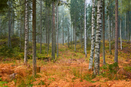 Majestic evergreen pine forest in a fog at sunrise. Mighty trees, golden plants, moss. Atmospheric autumn landscape. Finland. Nature, deforestation and reforestation, ecology, ecotourism themesの写真素材